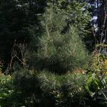 IMG_7956