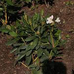 IMG_7961