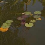 IMG_7968