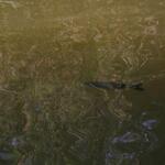 IMG_7970