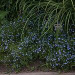 IMG_7971