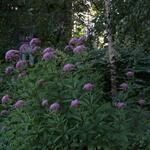 IMG_7972