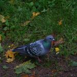 IMG_8471